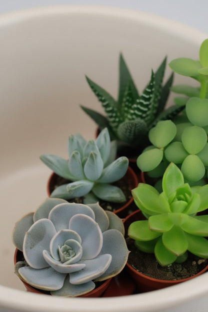 Mix of 30 succulents — Assorted succulent plants — Ø5.5 cm — H7 cm - Verdeia - 2