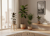 Mezcla de plantas verdes — Lote de 4 — Ø17 cm — H55–75 cm - Verdeia - 3