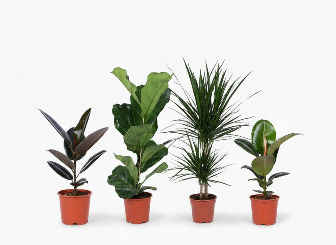 Mix de plantes vertes — Lot de 4 — Ø17 cm — H55–75 cm - Verdeia