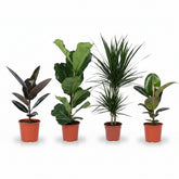 Mezcla de plantas verdes — Lote de 4 — Ø17 cm — H55–75 cm - Verdeia - 1