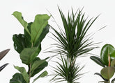 Mezcla de plantas verdes — Lote de 4 — Ø17 cm — H55–75 cm - Verdeia - 2