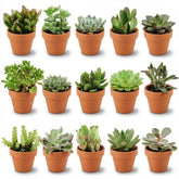 Mix de succulentes en pots terre cuite — H5-10 cm | Pot Ø8,1 cm - Verdeia - 5