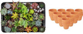 Mix de succulentes en pots terre cuite — H5-10 cm | Pot Ø8,1 cm - Verdeia - 7