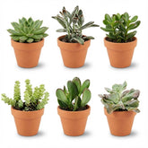 Mix de succulentes en pots terre cuite — H5-10 cm | Pot Ø8,1 cm - Verdeia - 2