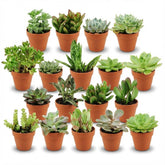 Mix de succulentes en pots terre cuite — H5-10 cm | Pot Ø8,1 cm - Verdeia - 6