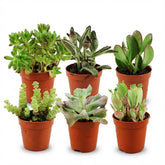 Mix de succulentes miniatures — H5-10 cm | Pot Ø5,5 cm - Verdeia - 1