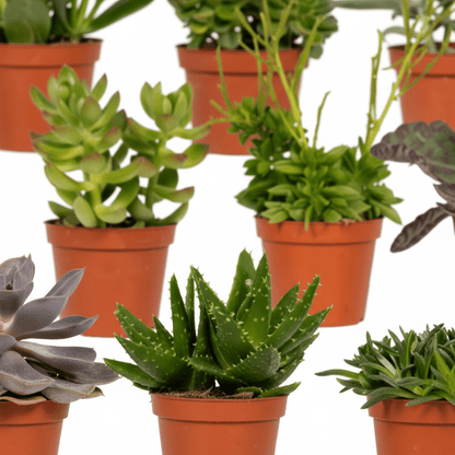 Mix de succulentes / Plantes grasses assorties – Lot de 9 – D8,5 x H10 cm - Verdeia