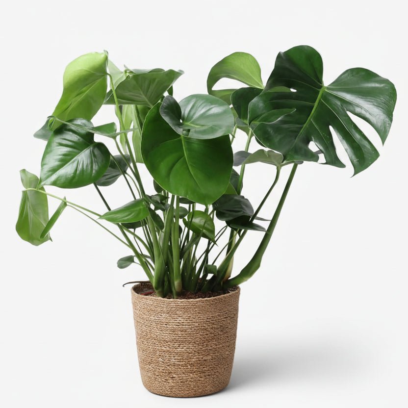 Monstera deliciosa — Ø21 x H60 cm — Lista para colocar — Cesta natural - Verdeia - 1