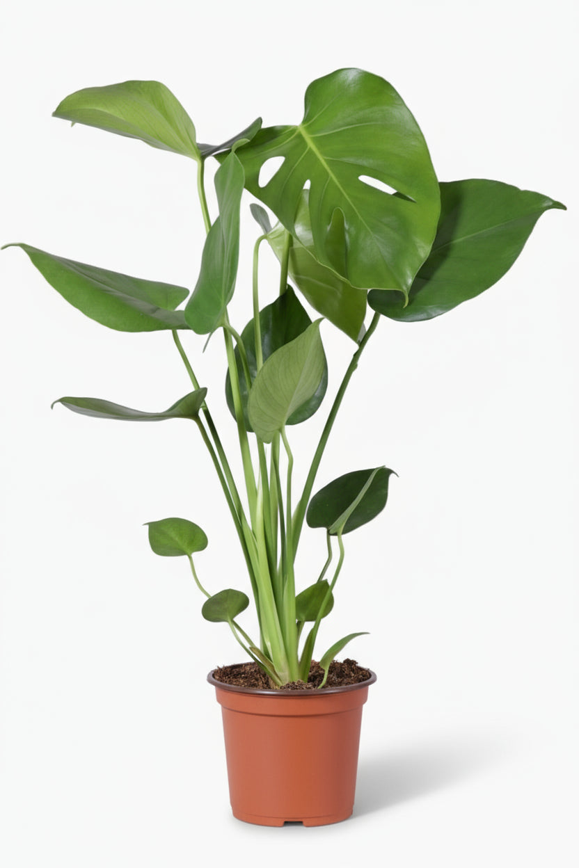 Monstera deliciosa – Plante à trous / Faux philodendron - Verdeia