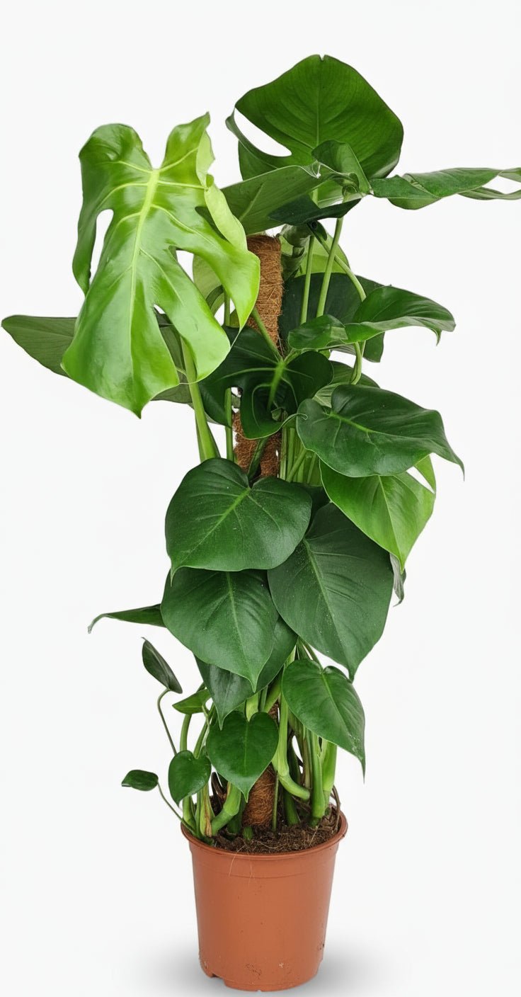 Monstera Deliciosa — Planta con agujeros / Falso filodendro - Verdeia - 12