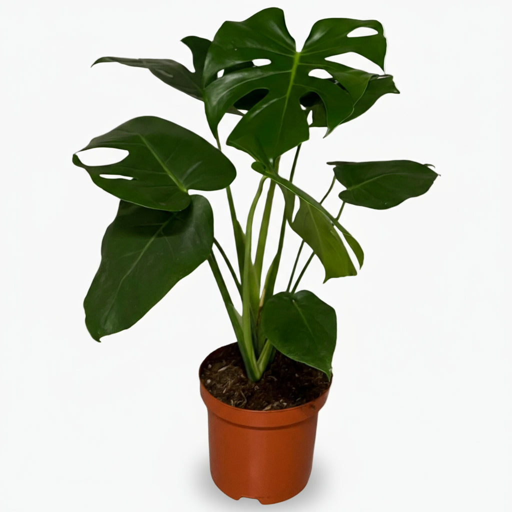 Monstera deliciosa – Plante à trous / Faux philodendron - Verdeia