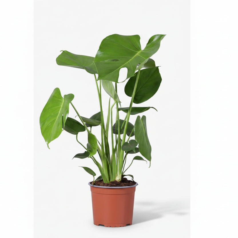 Monstera Deliciosa — Costilla de Adán / Falso filodendro - Verdeia - 9