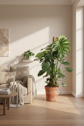 Monstera Deliciosa grande tamaño en tutor de coco en una sala