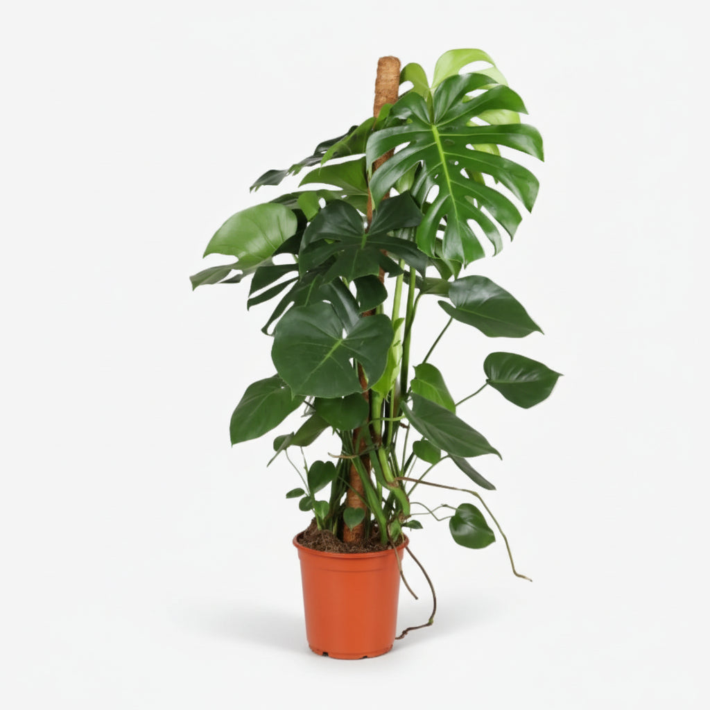 Monstera Deliciosa — Costilla de Adán / Falso filodendro - Verdeia - 11