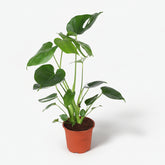 Monstera Deliciosa — Planta con agujeros / Falso filodendro - Verdeia - 7