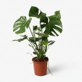 Monstera Deliciosa planta con agujeros, vista frontal, fondo blanco, maceta marrón