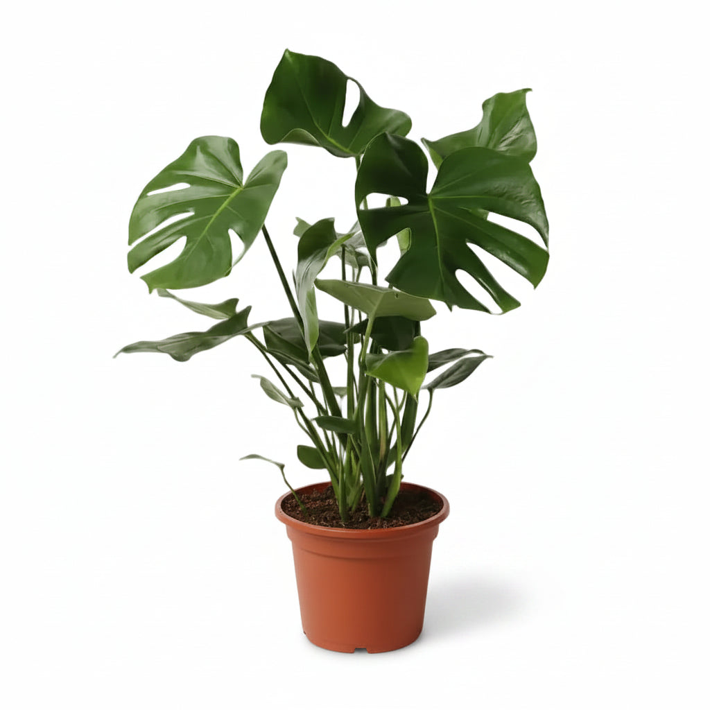 Monstera Deliciosa (costilla de Adán), vista frontal, fondo blanco, maceta de cultivo marrón