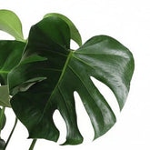 Monstera deliciosa (Plante à trous) - H60 cm | Panier feuilles de palmier Ø21 cm - Verdeia - 2