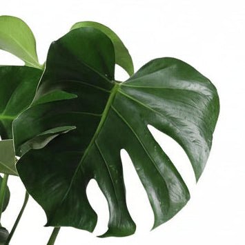 Monstera deliciosa (Hullplante) - H60 cm | Kurv med palmeblade Ø21 cm - Verdeia - 2
