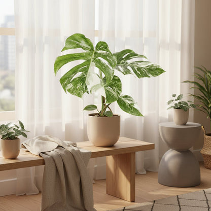 Monstera Deliciosa Variegata - D15 x H45 cm - Verdeia