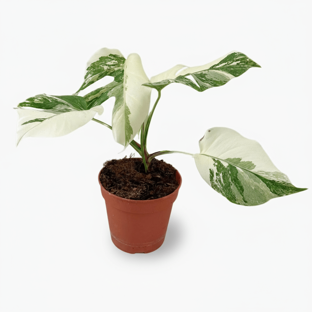 Monstera deliciosa variegata ‘Super White’ — Ø15 cm — H35–40 cm - Verdeia