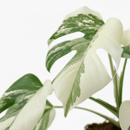Monstera deliciosa variegata ‘Super White’ — Ø15 cm — H35–40 cm - Verdeia