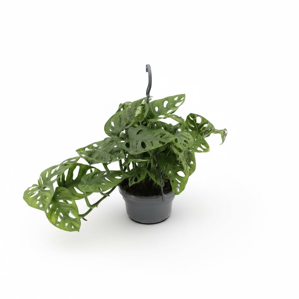 Monstera Monkey Leaf – Monstera adansonii - Verdeia