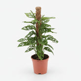 Hoja de Mono Monstera — Monstera adansonii - Verdeia - 8