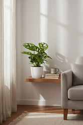 Hoja de Mono Monstera — Monstera adansonii - Verdeia - 3