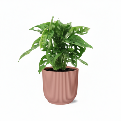 Monstera Monkey Leaf – Monstera adansonii - Verdeia