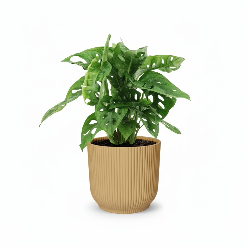 Monstera Monkey Leaf – Monstera adansonii - Verdeia