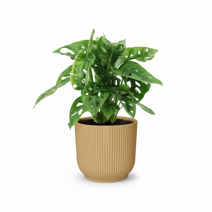 Monstera Monkey Leaf – Monstera adansonii - Verdeia