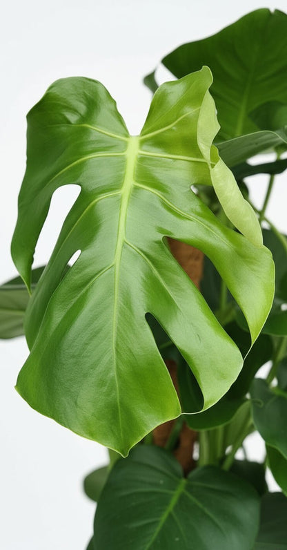 Monstera sur tuteur coco — Ø19 cm — H80 cm - Verdeia