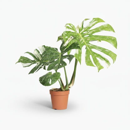 Monstera Thai Constellation – Monstera panaché - Verdeia