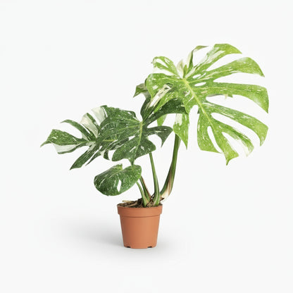 Monstera Thai Constellation – Monstera panaché - Verdeia