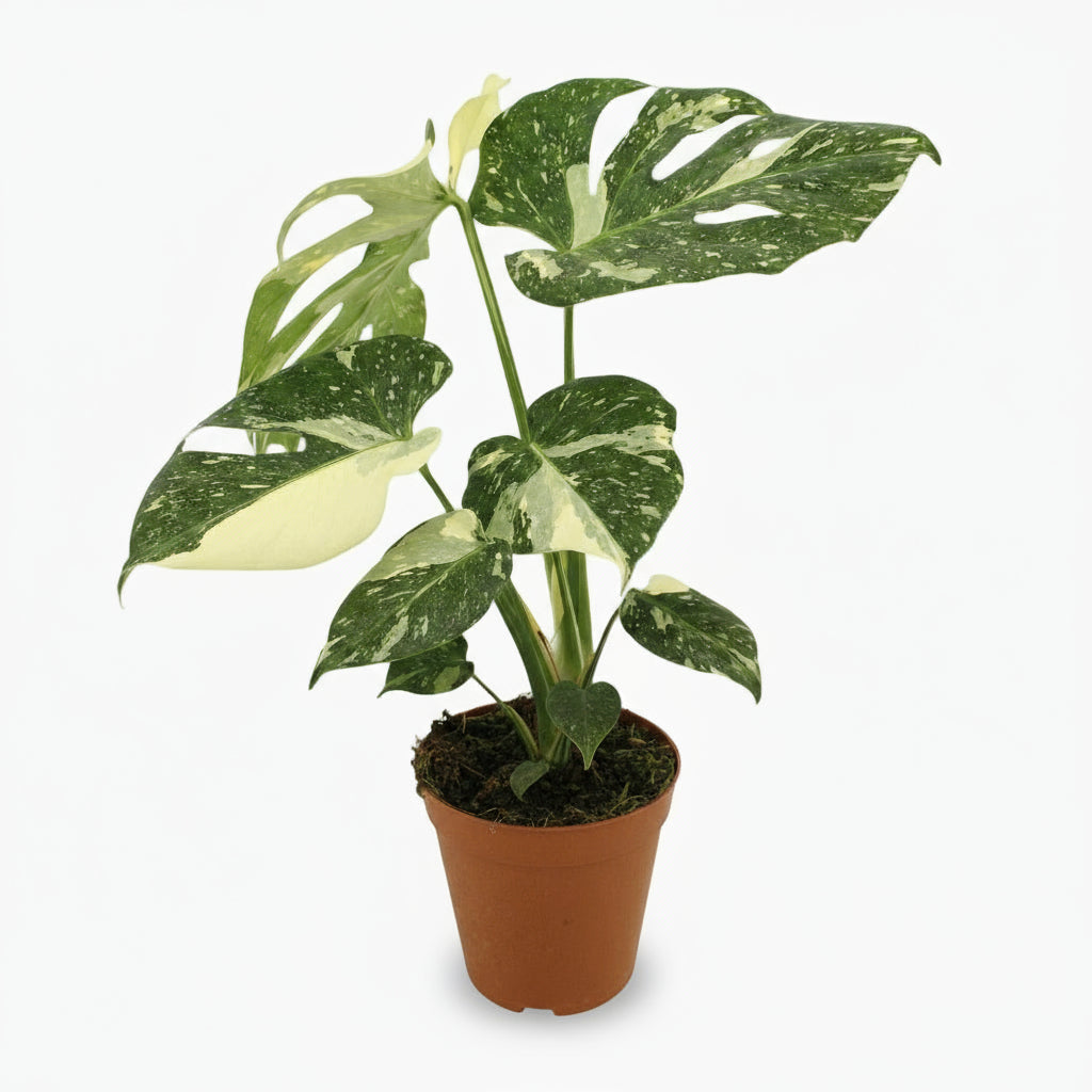 Monstera Thai Constellation – Monstera panaché - Verdeia