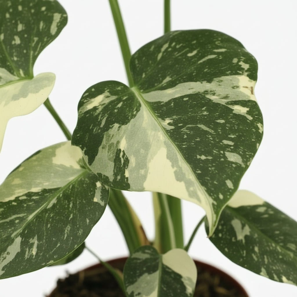 Monstera Thai Constellation — Filodendro variegado artificial — Ø15 cm — H50 cm - Verdeia - 2