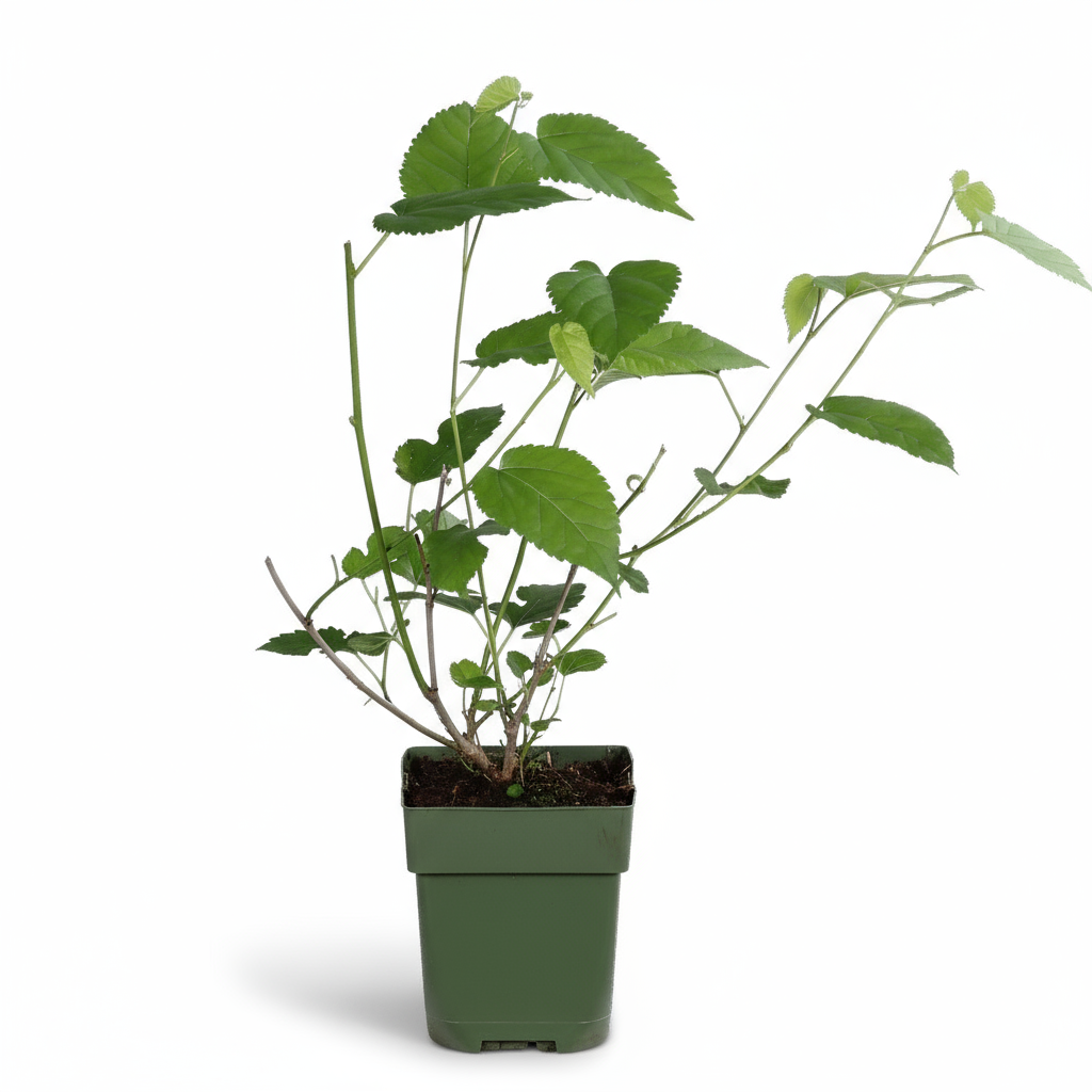 Morus nigra Mulle – Moral negro orgánico – D13cm x A45cm - Verdeia - 2