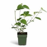 Morus nigra Mulle – Moral negro orgánico – D13cm x A45cm - Verdeia - 2