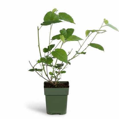 Morus nigra Mulle – Mûrier noir bio – D13cm x H45cm - Verdeia