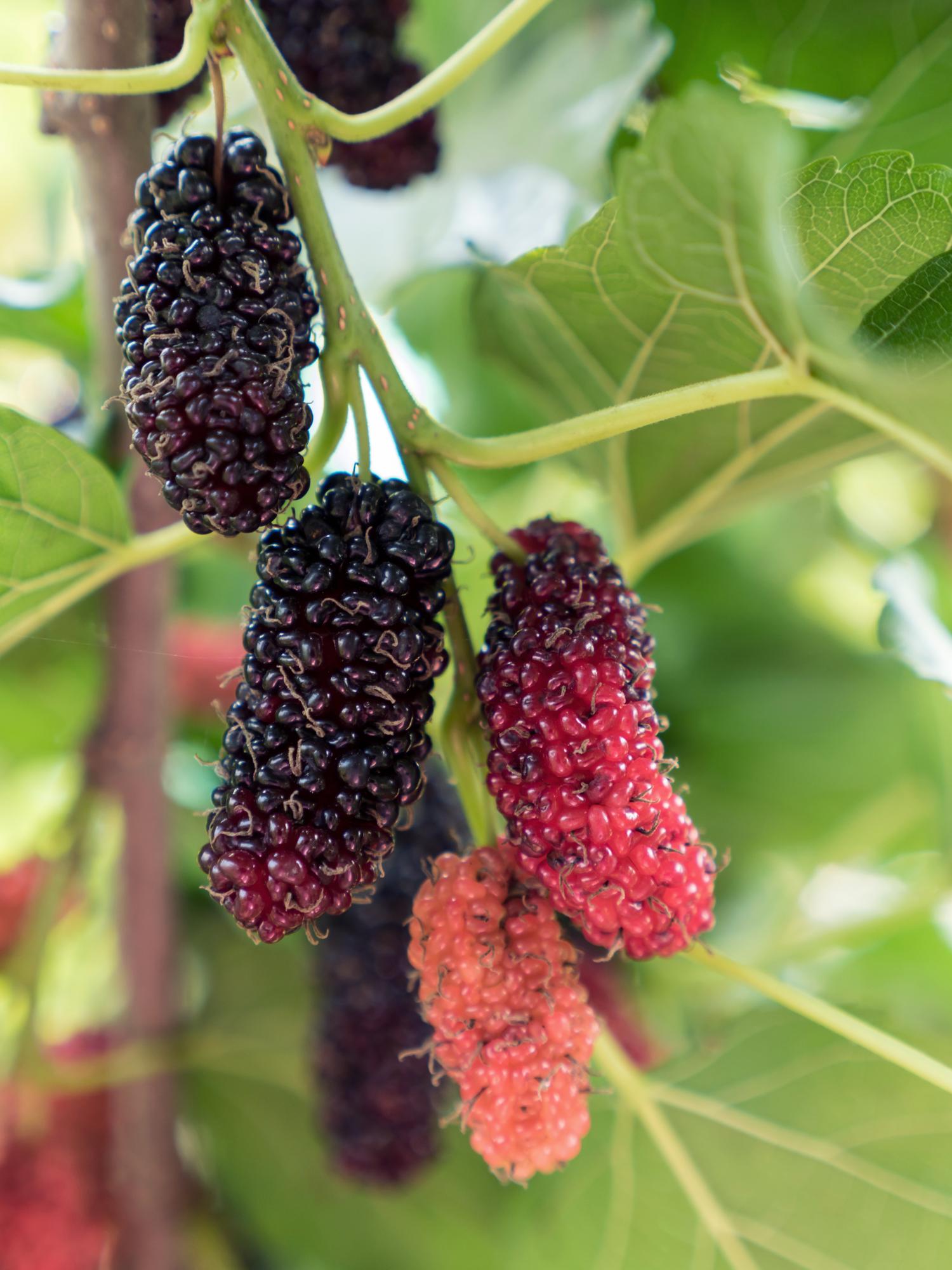 Morus nigra 'Mulle' — Compact organic black mulberry | Verdeia