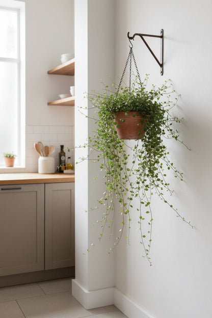 Muehlenbeckia también llamada Planta hilo de hierro en su maceta colgante en una cocina