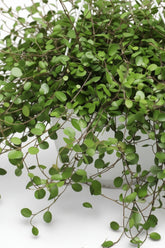 primer plano de las hojas de Muehlenbeckia, también llamada Planta hilo de hierro, en su maceta colgante