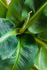 Musa acuminata &