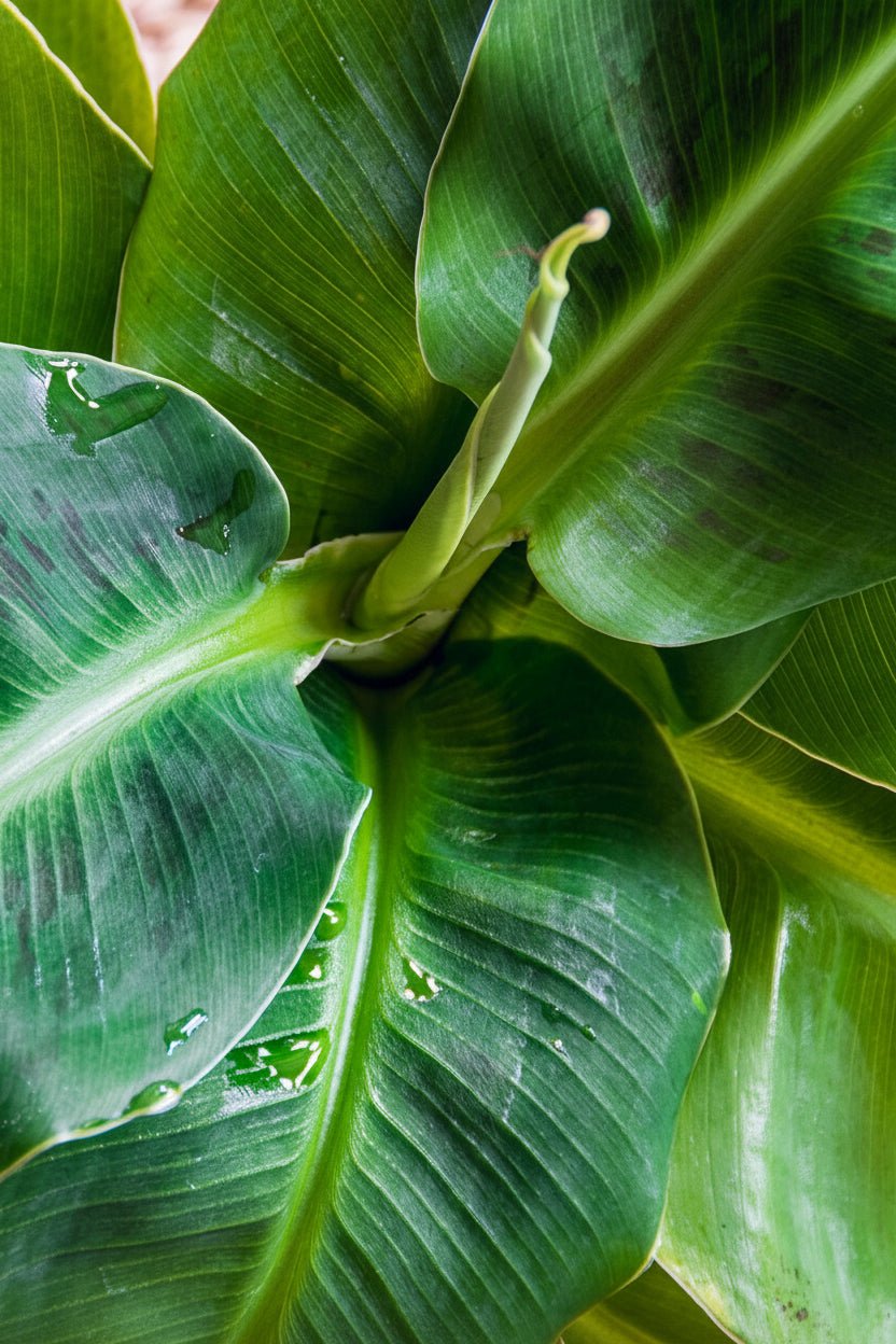 Musa acuminata &