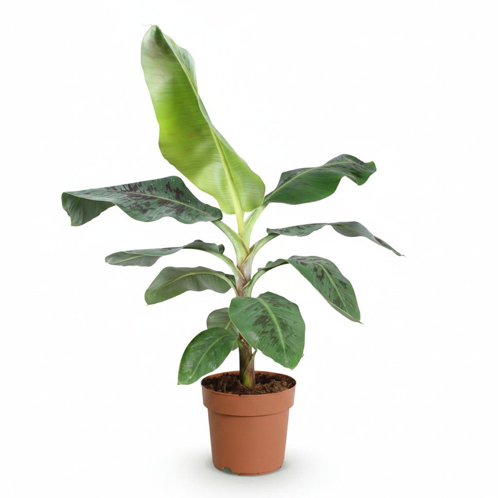 Musa acuminata &