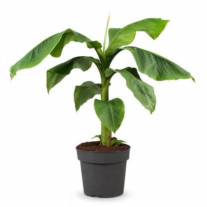 Musa basjoo (Bananier rustique) — H70-90 cm | Pot Ø21 cm - Verdeia - 1