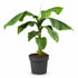 Musa basjoo (Bananier rustique) — H70-90 cm | Pot Ø21 cm - Verdeia - 1