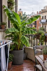 Musa basjoo (Bananier rustique) — H70-90 cm | Pot Ø21 cm - Verdeia - 5