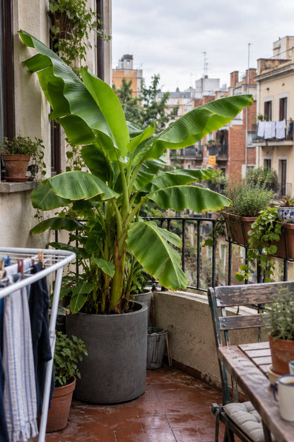 Musa basjoo (Bananier rustique) — H70-90 cm | Pot Ø21 cm - Verdeia - 5